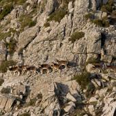 Monte Ferru, esemplari di mufloni